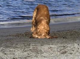 glücklicher hund cockerspaniel, der am strand spielt foto