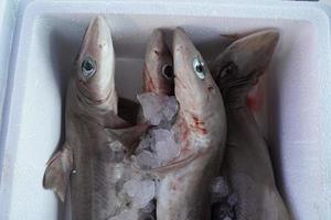 Dornhai Hai zum Verkauf auf dem Fischmarkt foto