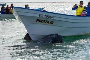 Alfredo Lopez Mateos - Mexiko - 5. Februar 2015 - Grauwal nähert sich einem Boot foto