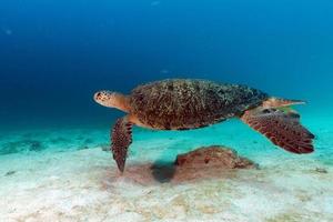 Schildkröte, die unter Wasser zu Ihnen kommt foto