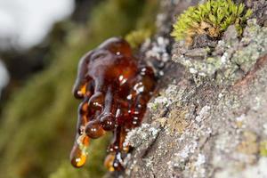 Baum natürliches Bernsteinharz foto