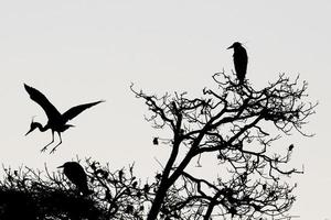 eine schwarze oder blaue Reiher-Silhouette in Schwarz und Weiß foto