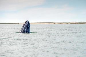 Grauwal nähert sich einem Boot foto