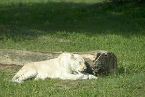 weißer weiblicher Löwe foto