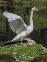 Anmutiger weißer Schwan im See, Schwäne in freier Wildbahn. Porträt foto