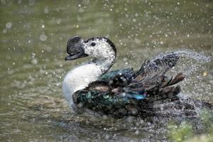 Wildente beim Planschen auf dem Wasser foto