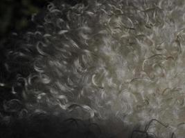 Schaf weiß lockiges Wolldetail foto