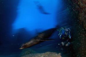 Seelöwe, der beim Galapagos-Tauchen zu Ihnen kommt foto