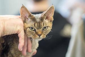 mürrische Katze, die dich ansieht foto