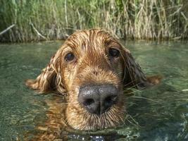 glücklicher hund cockerspaniel, der spaß am fluss hat foto