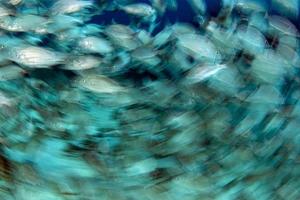 Inside Sardine Bait Ball Fisch in Cortez Sea Diving Cabo Pulmo foto