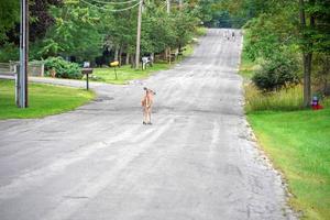 Weißwedelhirsche auf der Straße in der Nähe der Häuser in der Landschaft des New York State County foto