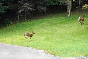 Weißwedelhirsche laufen und überqueren die Straße in der Nähe der Häuser in der Landschaft des New York State County foto