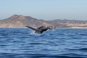 Buckelwal durchbricht in Cabo San Lucas Mexiko foto