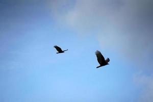 fliegender bussardgeiervogel im himmel foto