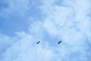 fliegender bussardgeiervogel im himmel foto