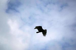 fliegender bussardgeiervogel im himmel foto