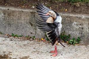 Wildente mit offenen Flügeln foto