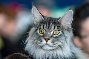 Maine-Coon-Katzenporträt, das Sie ansieht foto