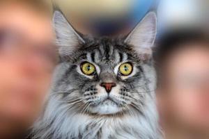 Maine-Coon-Katzenporträt, das Sie ansieht foto