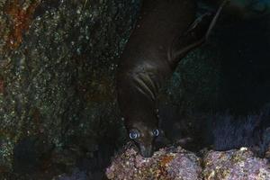 Seelöwenrobbe unter Wasser beim Galapagos-Tauchen foto