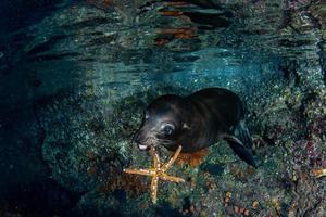 verspielte Welpe Seelöwenrobbe unter Wasser hält Seestern foto