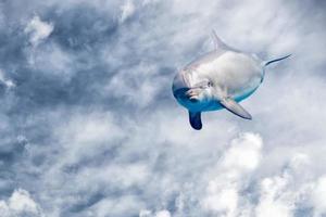 Delphin im Fantasiehintergrund des bewölkten Himmels foto