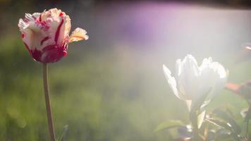 Selektiver Fokus einer rosa oder lila Tulpe in einem Garten mit grünen Blättern. unscharfer Hintergrund. eine Blume, die an einem warmen, sonnigen Tag im Gras wächst. natürlicher hintergrund des frühlings und osterns mit tulpe. foto