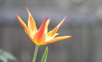 Selektiver Fokus einer roten Tulpe im Garten mit grünen Blättern. unscharfer Hintergrund. eine Blume, die an einem warmen, sonnigen Tag im Gras wächst. natürlicher hintergrund des frühlings und osterns mit tulpe. foto