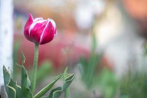 Selektiver Fokus einer rosa oder lila Tulpe in einem Garten mit grünen Blättern. unscharfer Hintergrund. eine Blume, die an einem warmen, sonnigen Tag im Gras wächst. natürlicher hintergrund des frühlings und osterns mit tulpe. foto