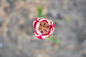 Selektiver Fokus einer roten Tulpe im Garten mit grünen Blättern. unscharfer Hintergrund. eine Blume, die an einem warmen, sonnigen Tag im Gras wächst. natürlicher hintergrund des frühlings und osterns mit tulpe. foto