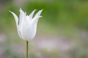 Selektiver Fokus einer weißen Tulpe im Garten mit grünen Blättern. unscharfer Hintergrund. eine Blume, die an einem warmen, sonnigen Tag im Gras wächst. natürlicher hintergrund des frühlings und osterns mit tulpe. foto