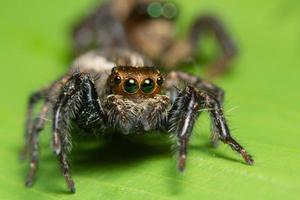 Spinne auf einem Blatt, Nahaufnahme foto