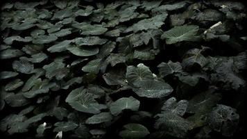 Blätter mit Wassertropfen foto