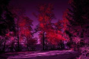 halloween mysteriöser wald getönter design im roten und lila wald mit mondbeschienener lichtung und bäumen mit blutrotem laub. foto