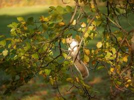 Eichhörnchen auf dem Baum foto