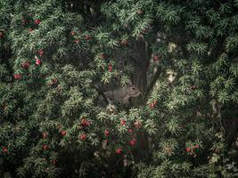 Eichhörnchen auf einem Baum foto