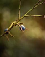 Nahaufnahme einer Blaubeere foto