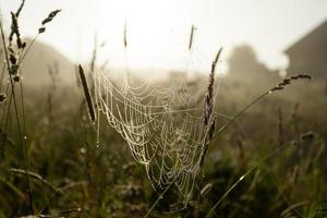 Spinnennetz im Wiesengras vor Sonnenaufgang hautnah. Weicher Fokus. Schuss aus niedrigem Winkel. foto