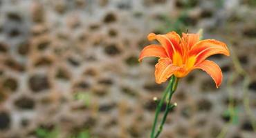 Gelb-orangee Taglilie blüht Frans Hals auf einem verschwommenen grünen Hintergrund des Gartens. hemerocallis frans hals. foto