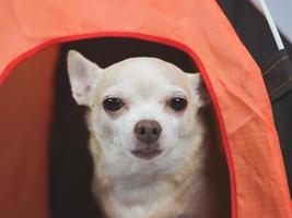 brauner Chihuahua-Hund mit kurzen Haaren, der in einem orangefarbenen Campingzelt auf weißem Hintergrund sitzt. foto