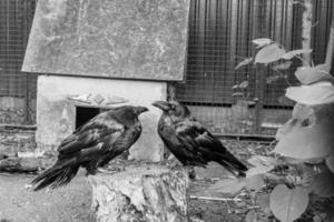 Schöne schwarze Krähen sitzen auf einem Baumstumpf foto