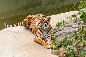 Tiger, der in der Natur nahe dem Wasser ruht foto