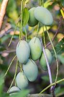 frische Bio-Mangofrucht am Baum im Obstgarten foto