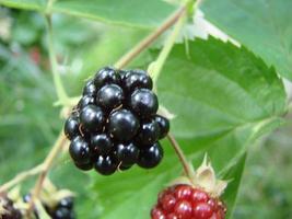 frische Brombeeren im Garten. Ein Haufen reifer Brombeerfrüchte auf einem Ast mit grünen Blättern. foto