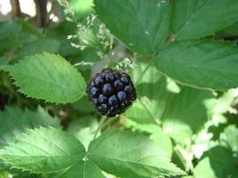 frische Brombeeren im Garten. Ein Haufen reifer Brombeerfrüchte auf einem Ast mit grünen Blättern. foto