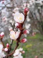 Frühlingsblütenhintergrund mit Aprikose. schöne naturszene mit blühendem baum und blauem himmel foto