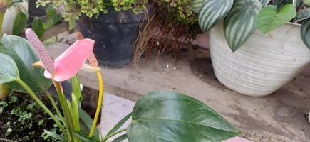 Anthurium Zimmerpflanze im schwarzen Blumentopf. Anthurium ist eine herzförmige Blume zur Dekoration. Flamingoblume oder Anthurium andraeanum. Araceae, Aronstab, symbolisiert Gastfreundschaft foto