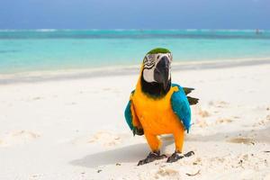 bunter Papagei auf weißem Sand foto