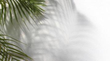 grüne Palmenblätter mit Schatten auf weißem Hintergrund foto